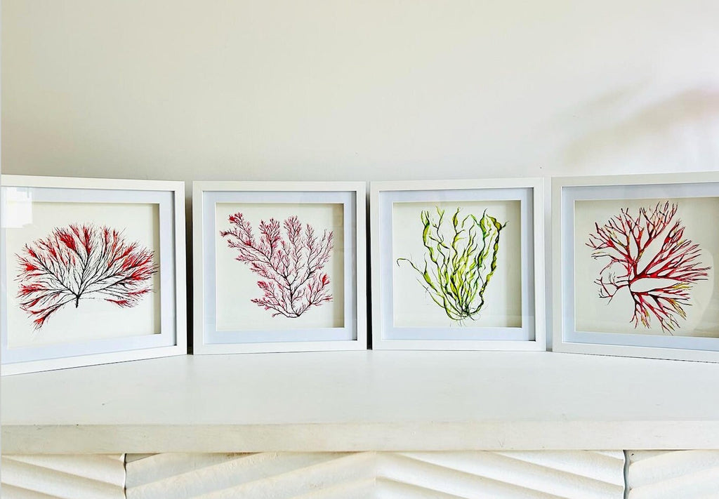 Lettuce Seaweed, Pink Seaweed, Seaweeds, Watercolour Painting, Ocean Decor, Ocean Theme, Seaweed Art