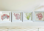 Lettuce Seaweed, Pink Seaweed, Seaweeds, Watercolour Painting, Ocean Decor, Ocean Theme, Seaweed Art