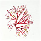 Pink Seaweed, Watercolour Giclée Print, Seaweed Art, Coastal theme, Ocean Art, 25cm x 25cm