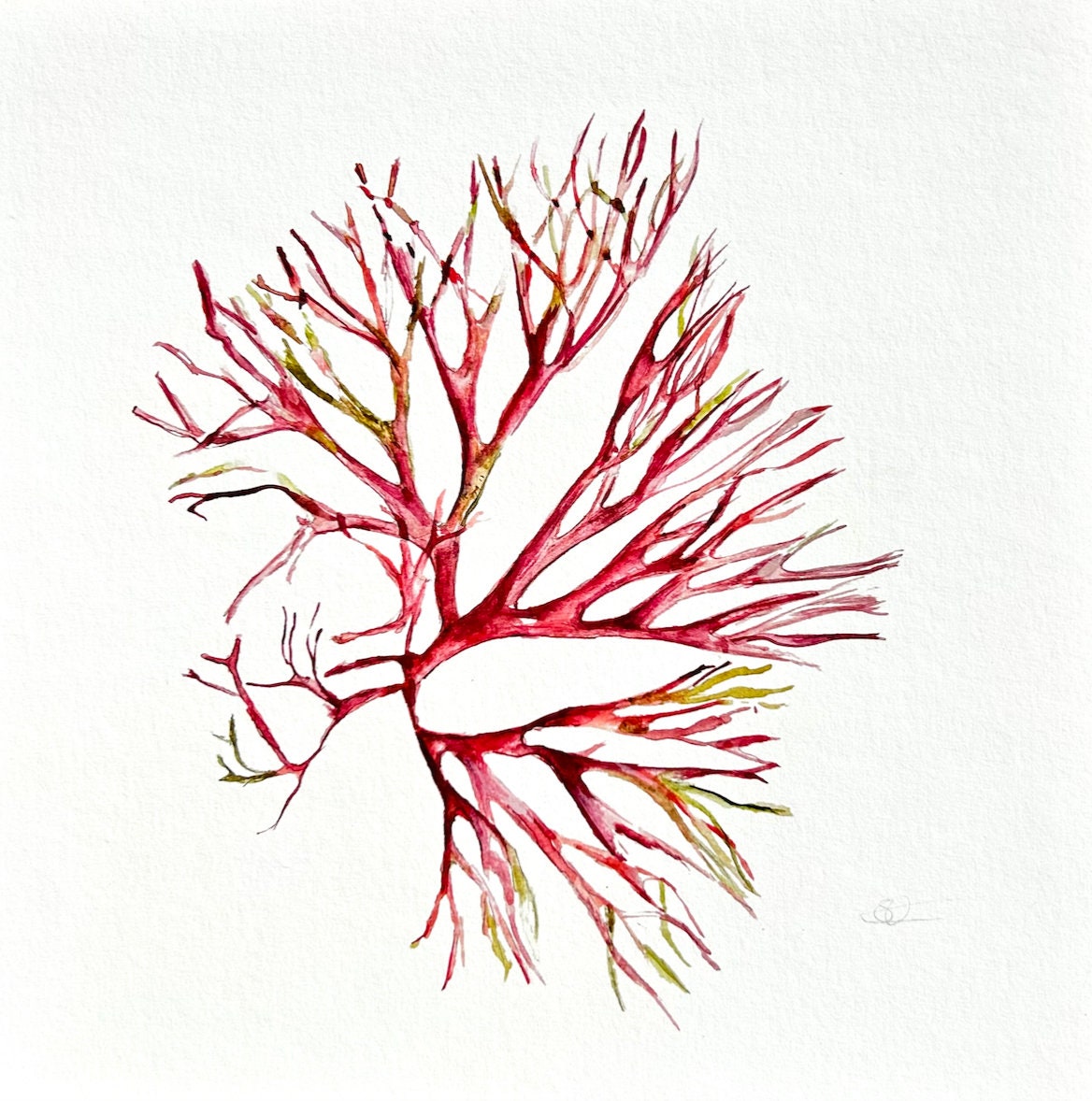 Pink Seaweed, Watercolour Giclée Print, Seaweed Art, Coastal theme, Ocean Art, 25cm x 25cm