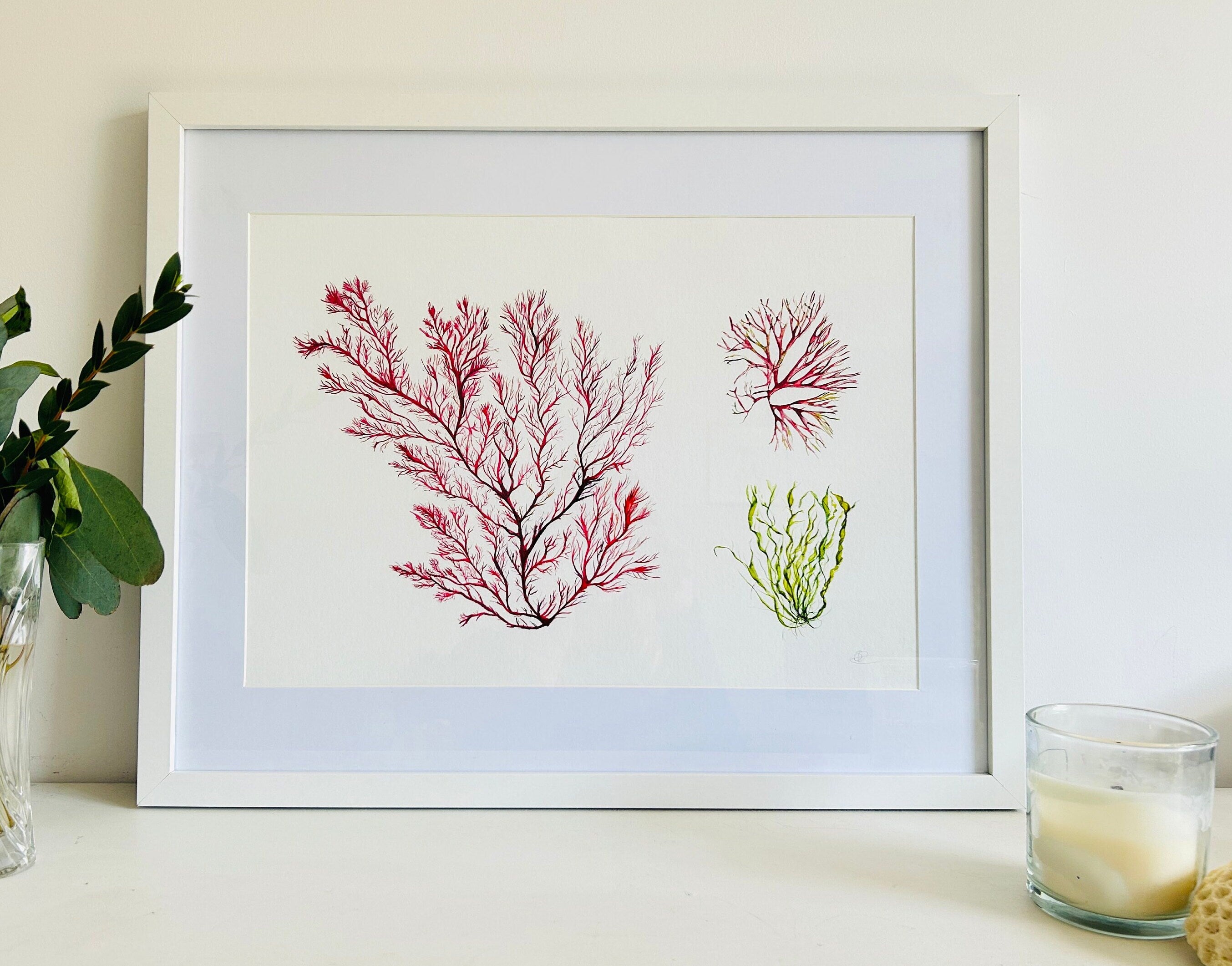 Seaweed Giclée Art Print, Seaweeds, Coastal theme - by Sarah Epsom