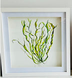 Lettuce Seaweed, Pink Seaweed, Seaweeds, Watercolour Painting, Ocean Decor, Ocean Theme, Seaweed Art