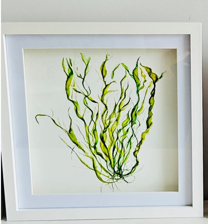 Lettuce Seaweed, Pink Seaweed, Seaweeds, Watercolour Painting, Ocean Decor, Ocean Theme, Seaweed Art