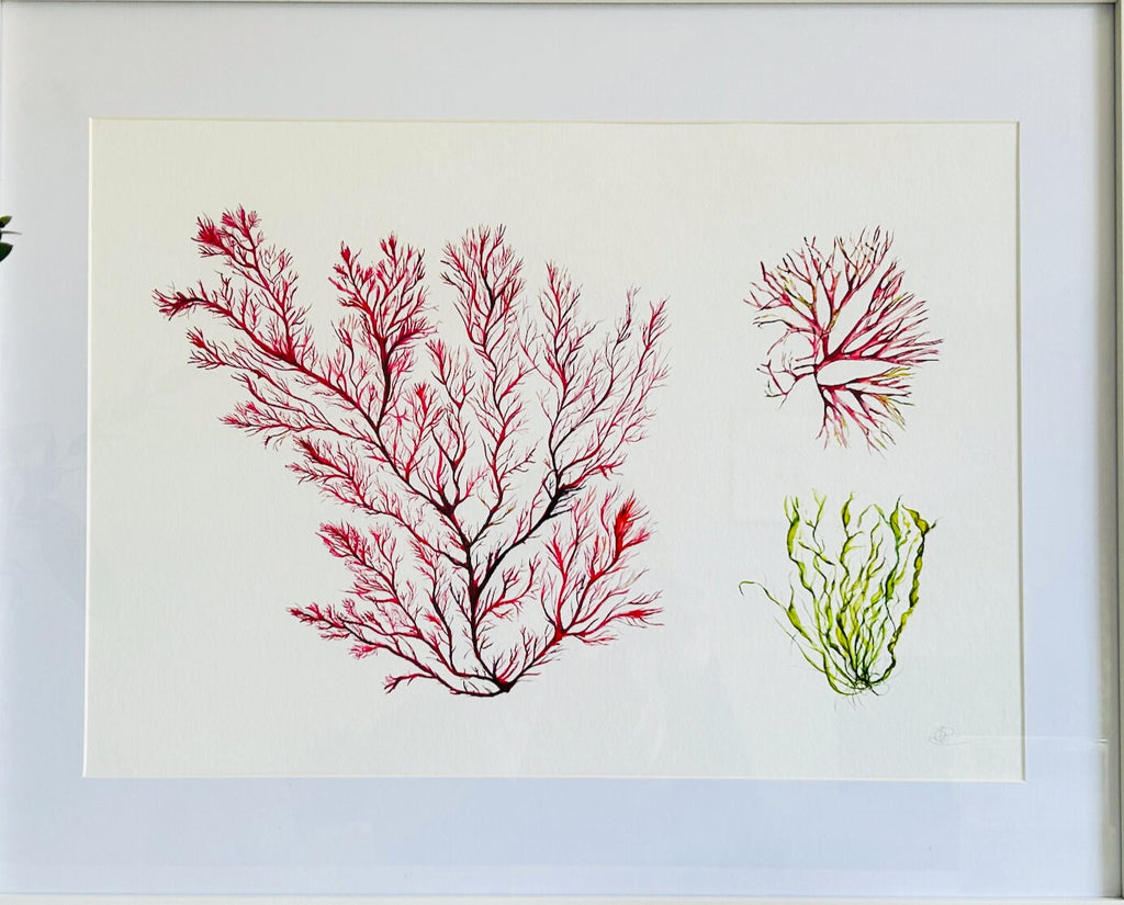 Seaweed Giclée Art Print, Seaweeds, Coastal theme - by Sarah Epsom