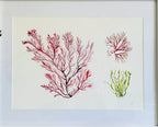 Seaweed Giclée Art Print, Seaweeds, Coastal theme - by Sarah Epsom