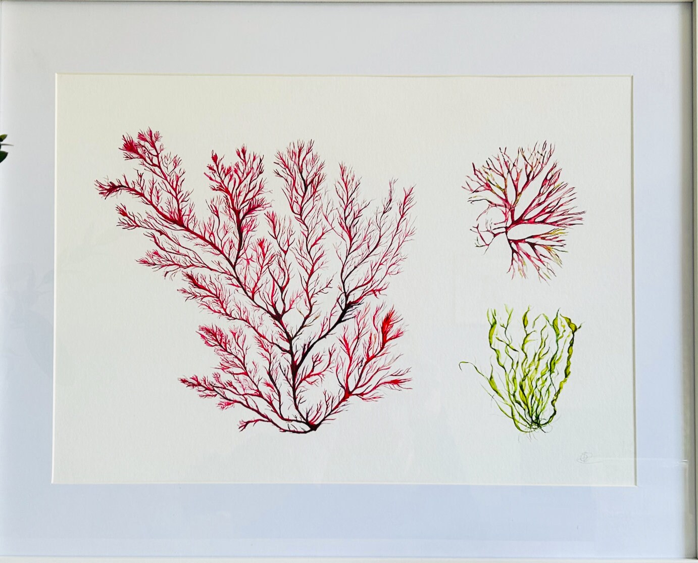 Seaweed Giclée Art Print, Seaweeds, Coastal theme - by Sarah Epsom