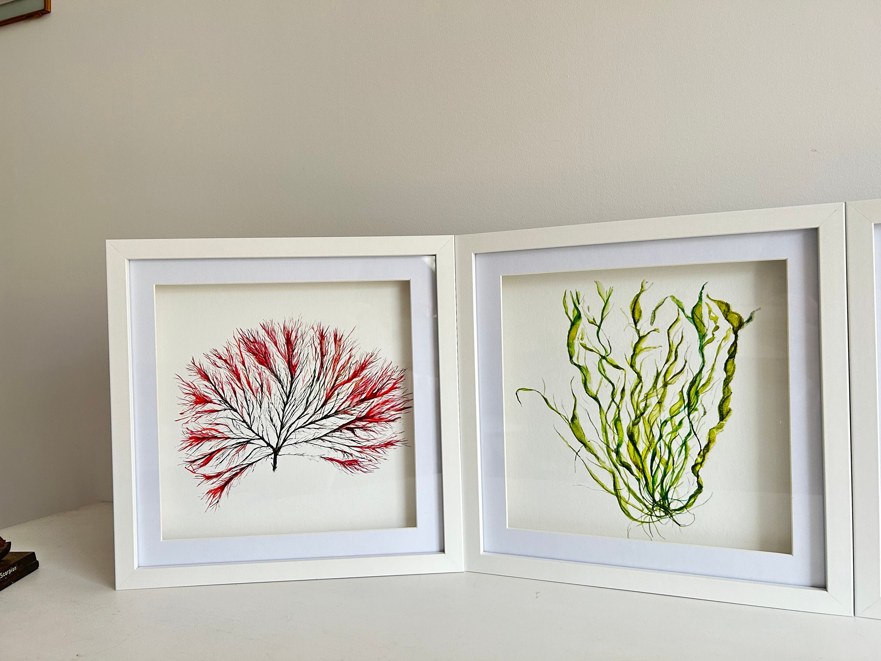 Seaweed watercolours, Seaweeds, 25cm x 25cm Giclèe print - by Sarah Epsom