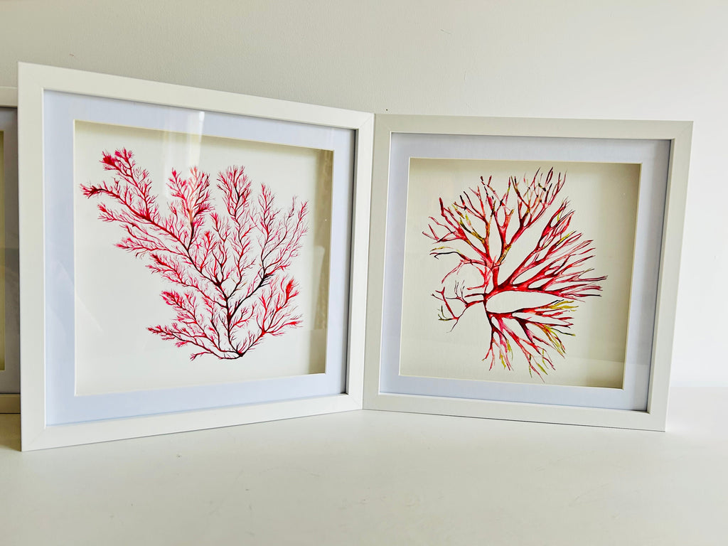 Seaweed watercolours, Seaweeds, 25cm x 25cm Giclèe print - by Sarah Epsom