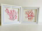 Seaweed watercolours, Seaweeds, 25cm x 25cm Giclèe print - by Sarah Epsom