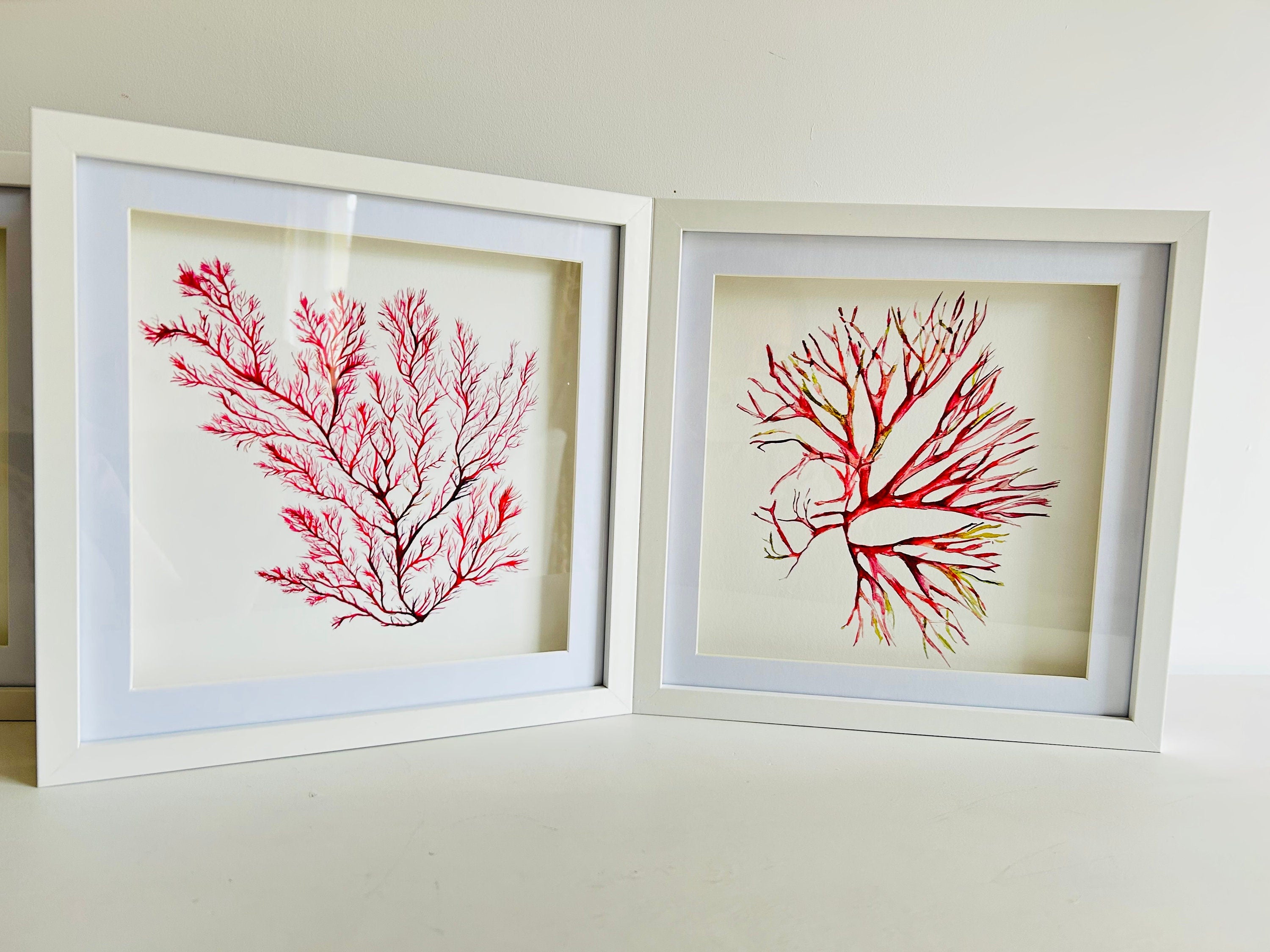 Seaweed watercolours, Seaweeds, 25cm x 25cm Giclèe print - by Sarah Epsom