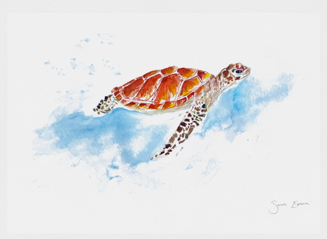 Turtle Print | A3 Giclée on Hahnemühle German Etching Paper by Sarah Epsom