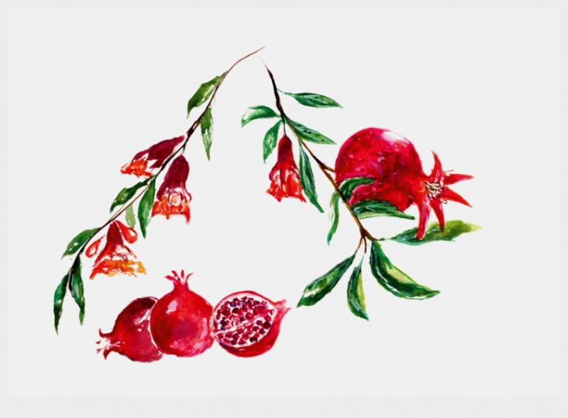 Pomegranate Print | A3 Giclée on Hahnemühle German Etching Paper by Sarah Epsom