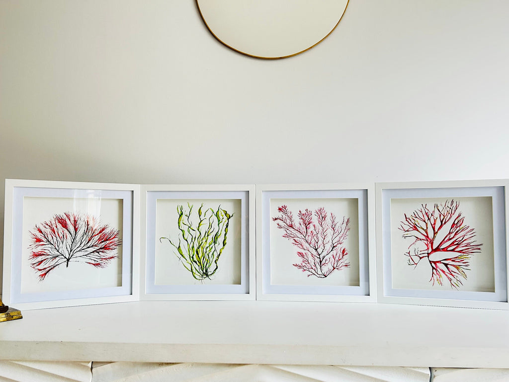 Seaweed watercolours, Seaweeds, 25cm x 25cm Giclèe print - by Sarah Epsom