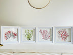 Seaweed watercolours, Seaweeds, 25cm x 25cm Giclèe print - by Sarah Epsom
