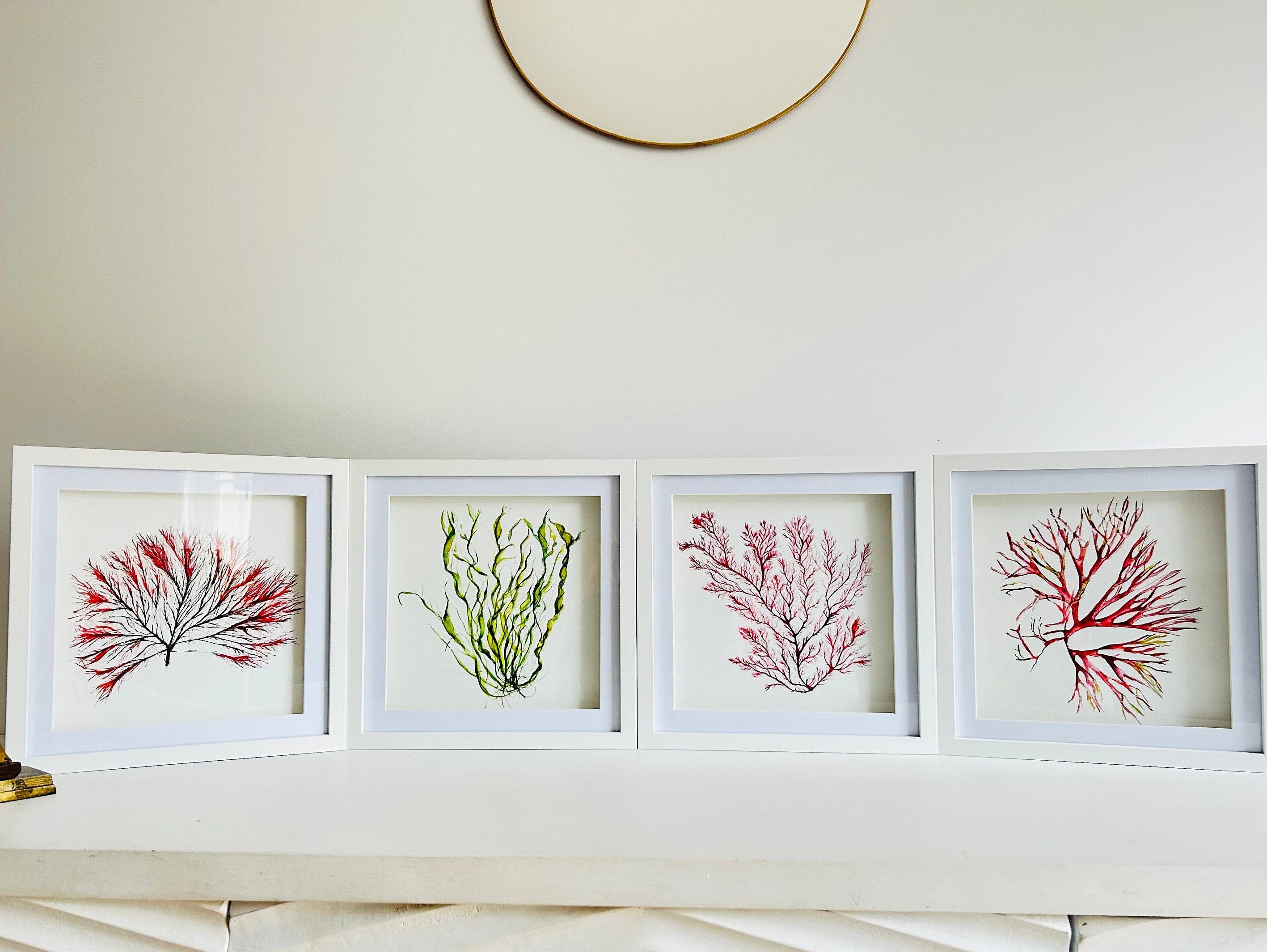 Seaweed watercolours, Seaweeds, 25cm x 25cm Giclèe print - by Sarah Epsom