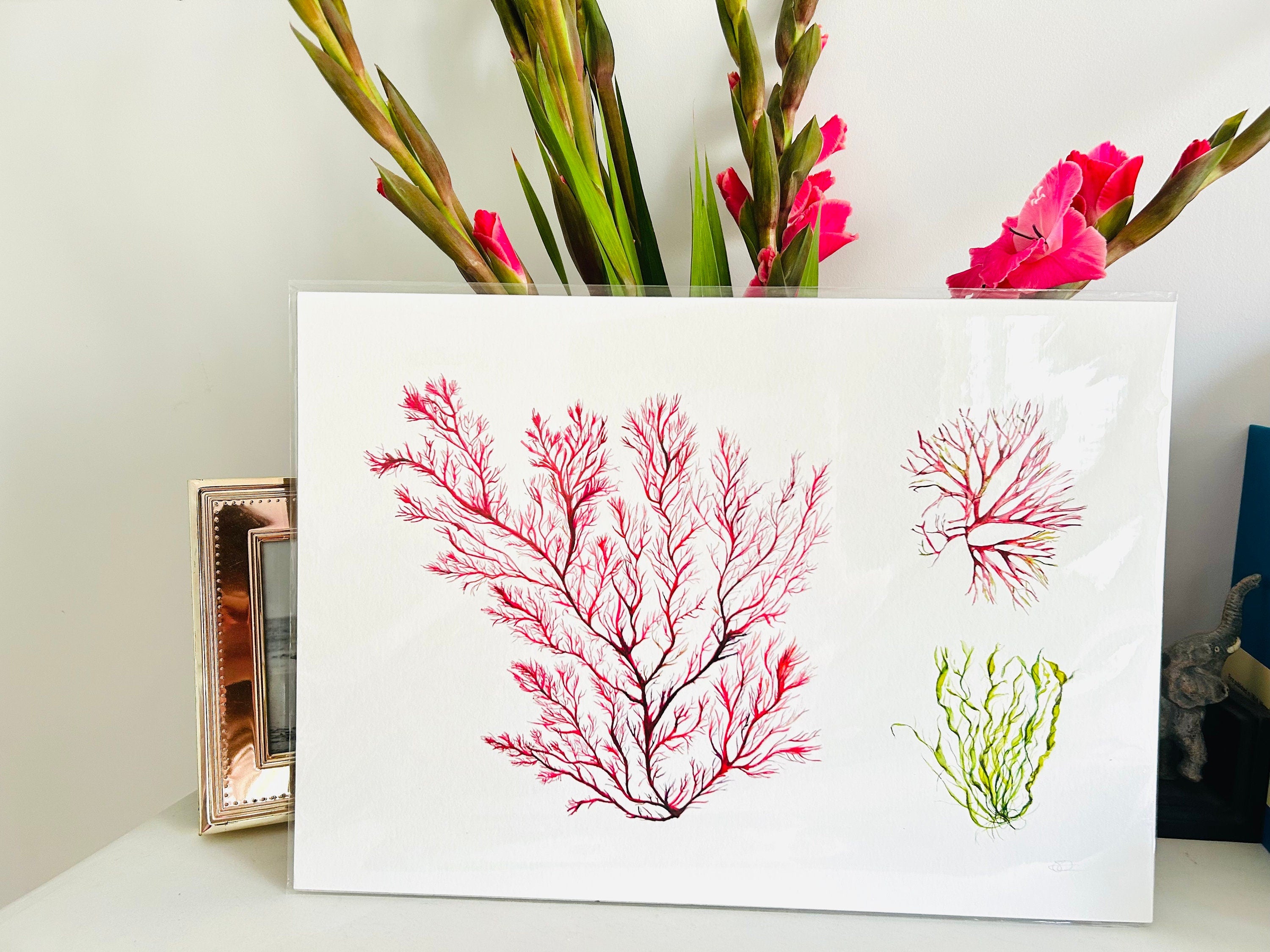 Seaweed Giclée Art Print, Seaweeds, Coastal theme - by Sarah Epsom