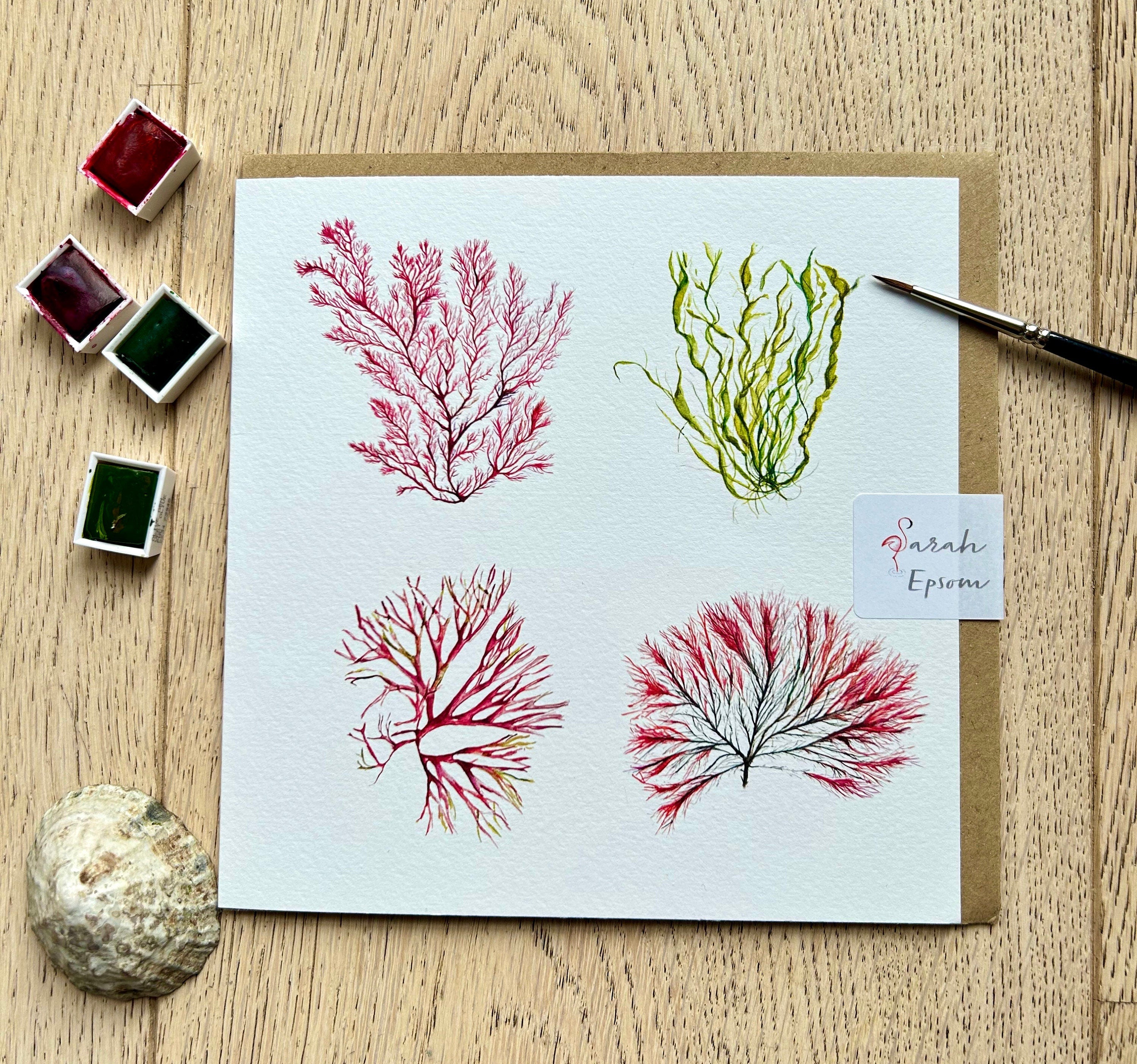 Seaweed painted cards, Seaweed art, Seaweed greeting cards, Ocean Art, Watercolour greeting Card, Blank Note Card, by artist Sarah Epsom