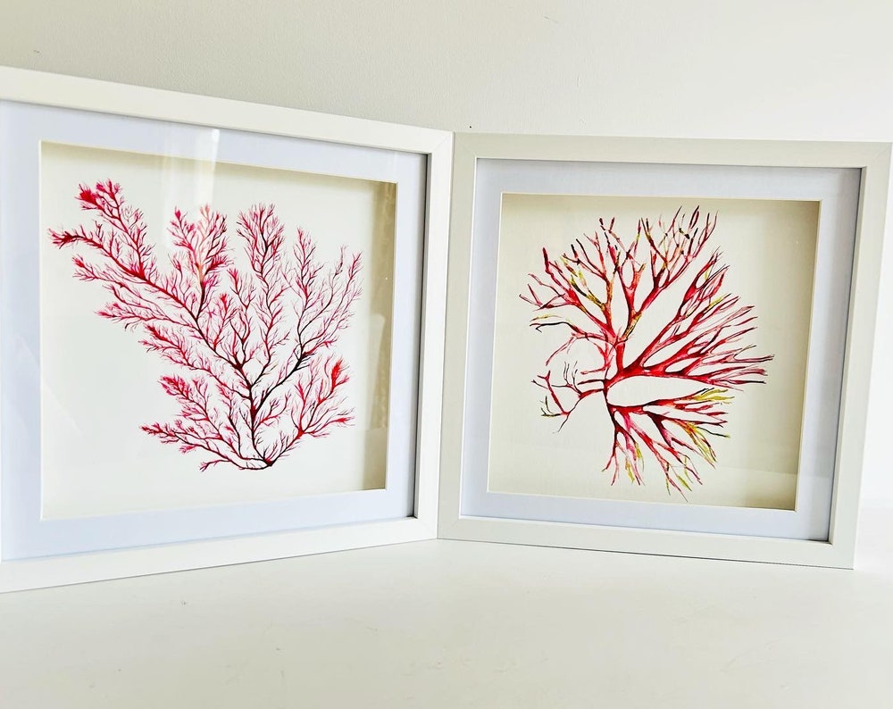 Seaweed watercolours, Seaweeds, Life of the Ocean and Feathers 25cm x 25cm Giclèe print