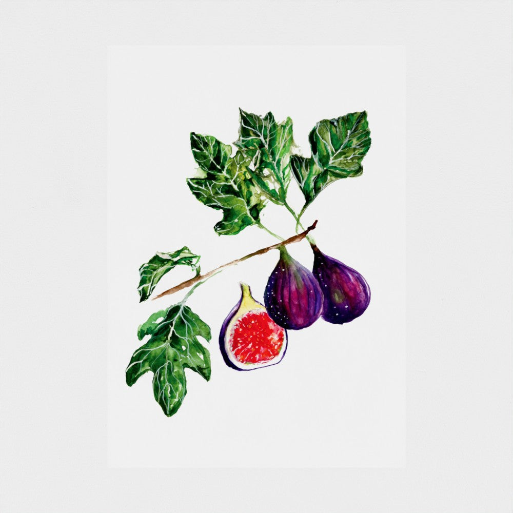 Figs | A3 Giclée on Hahnemühle German Etching Paper by Sarah Epsom
